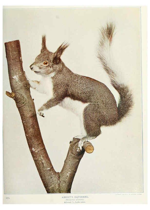Reproducción/Reproduction 6276424785: Nature neighbors. v.5. Chicago,American Audobon association[c1914] 