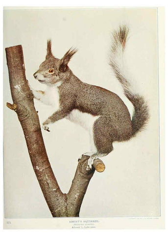Reproducción/Reproduction 6276424785: Nature neighbors. v.5. Chicago,American Audobon association[c1914] 