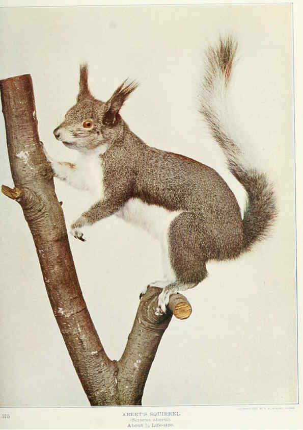 Reproducción/Reproduction 6276424785: Nature neighbors. v.5. Chicago,American Audobon association[c1914] 