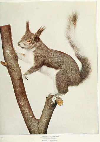 Reproducción/Reproduction 6276424785: Nature neighbors. v.5. Chicago,American Audobon association[c1914] 
