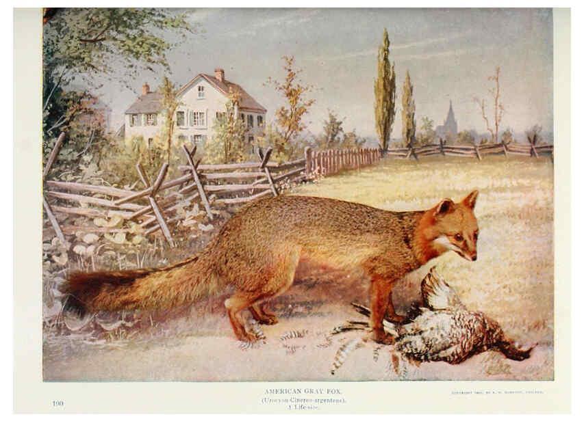 Reproducción/Reproduction 6276956906: Nature neighbors. v.5. Chicago,American Audobon association[c1914] 
