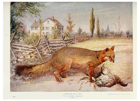Reproducción/Reproduction 6276956906: Nature neighbors. v.5. Chicago,American Audobon association[c1914] 