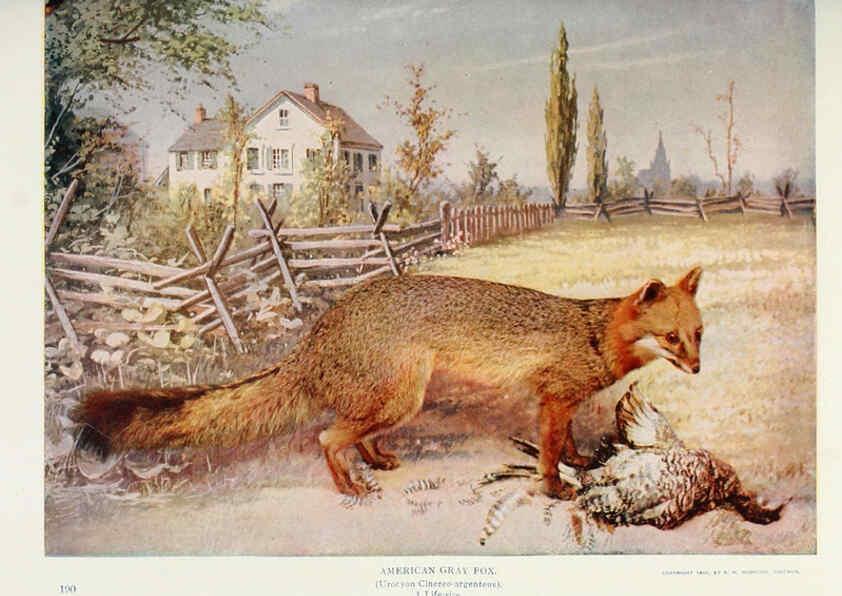 Reproducción/Reproduction 6276956906: Nature neighbors. v.5. Chicago,American Audobon association[c1914] 