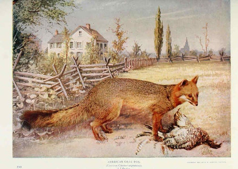 Reproducción/Reproduction 6276956906: Nature neighbors. v.5. Chicago,American Audobon association[c1914] 