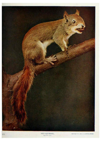 Reproducción/Reproduction 6276946328: Nature neighbors. v.5. Chicago,American Audobon association[c1914] 