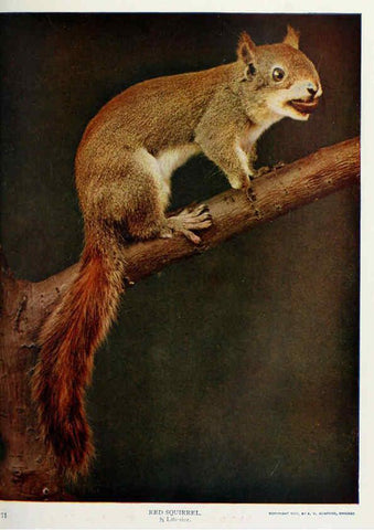 Reproducción/Reproduction 6276946328: Nature neighbors. v.5. Chicago,American Audobon association[c1914] 