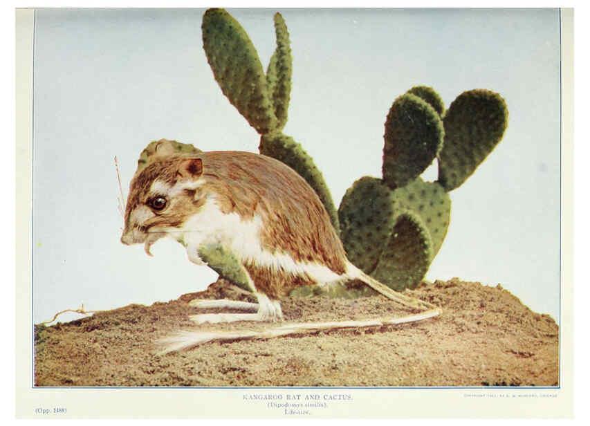 Reproducción/Reproduction 6276425767: Nature neighbors. v.5. Chicago,American Audobon association[c1914] 