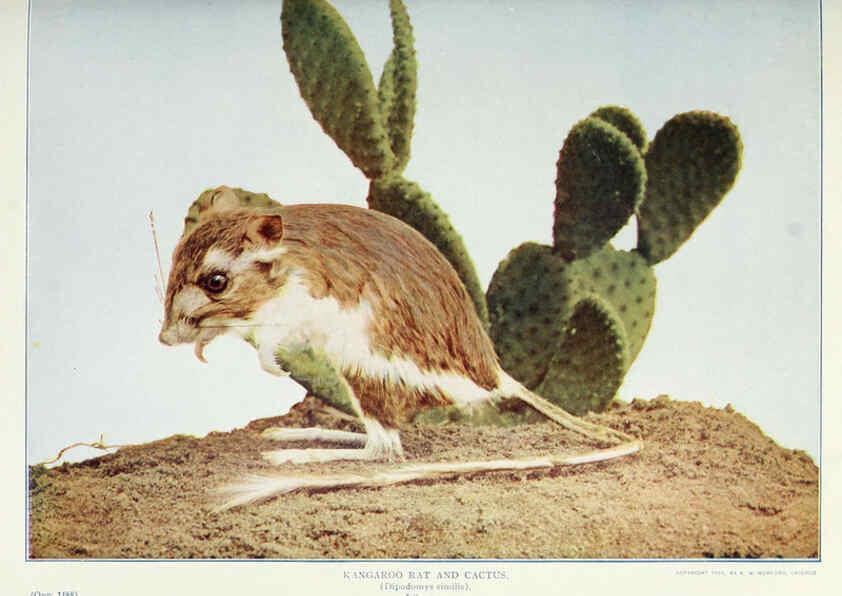Reproducción/Reproduction 6276425767: Nature neighbors. v.5. Chicago,American Audobon association[c1914] 