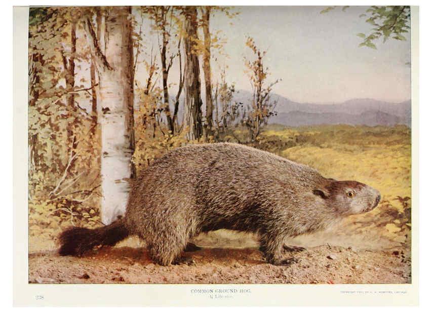 Reproducción/Reproduction 6276947244: Nature neighbors. v.5. Chicago,American Audobon association[c1914] 