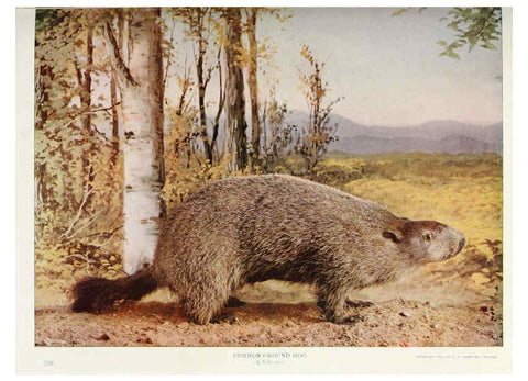 Reproducción/Reproduction 6276947244: Nature neighbors. v.5. Chicago,American Audobon association[c1914] 