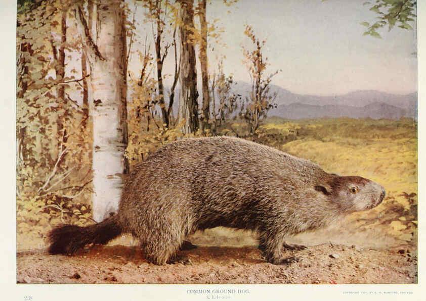Reproducción/Reproduction 6276947244: Nature neighbors. v.5. Chicago,American Audobon association[c1914] 