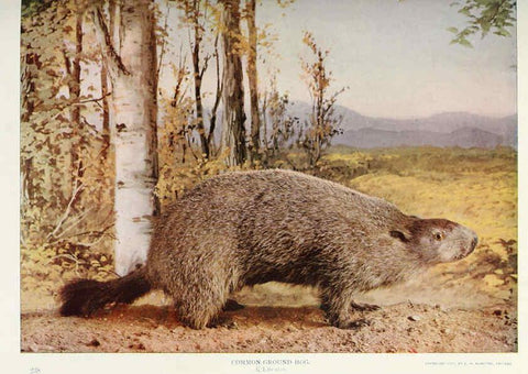 Reproducción/Reproduction 6276947244: Nature neighbors. v.5. Chicago,American Audobon association[c1914] 