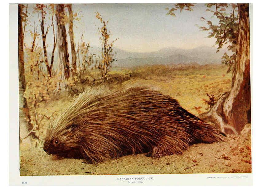 Reproducción/Reproduction 6276426539: Nature neighbors. v.5. Chicago,American Audobon association[c1914] 