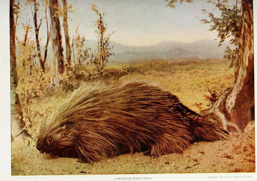 Reproducción/Reproduction 6276426539: Nature neighbors. v.5. Chicago,American Audobon association[c1914] 