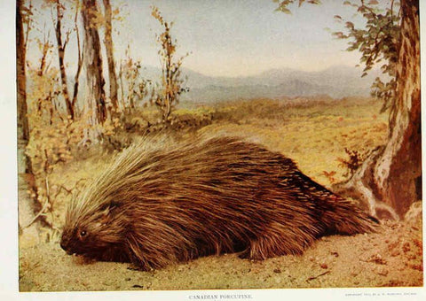 Reproducción/Reproduction 6276426539: Nature neighbors. v.5. Chicago,American Audobon association[c1914] 