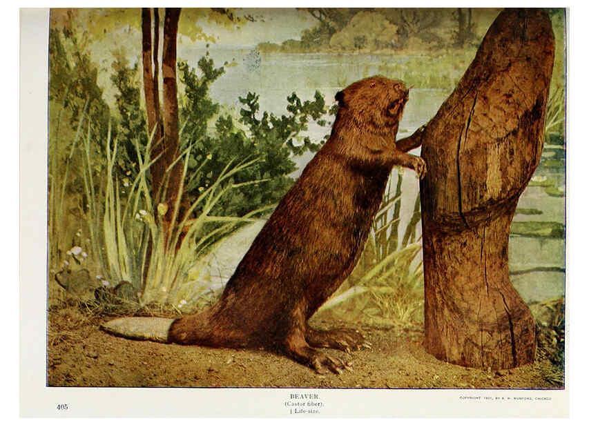Reproducción/Reproduction 6276426905: Nature neighbors. v.5. Chicago,American Audobon association[c1914] 