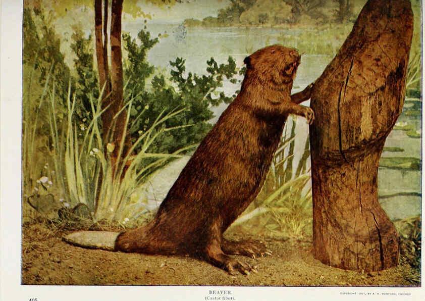 Reproducción/Reproduction 6276426905: Nature neighbors. v.5. Chicago,American Audobon association[c1914] 