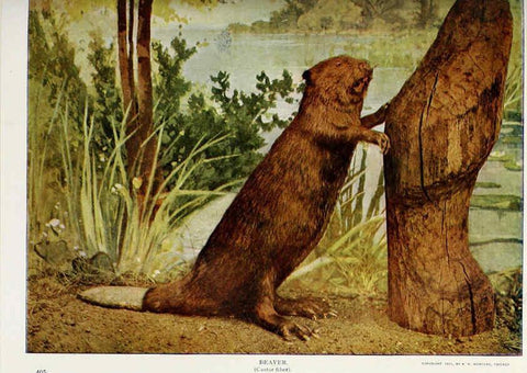 Reproducción/Reproduction 6276426905: Nature neighbors. v.5. Chicago,American Audobon association[c1914] 