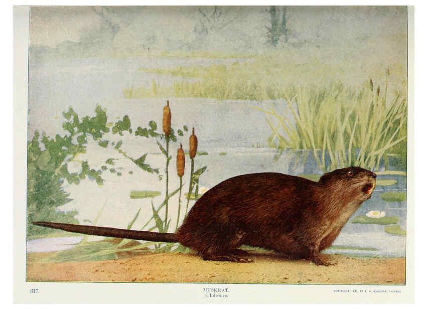 Reproducción/Reproduction 6276948282: Nature neighbors. v.5. Chicago,American Audobon association[c1914] 