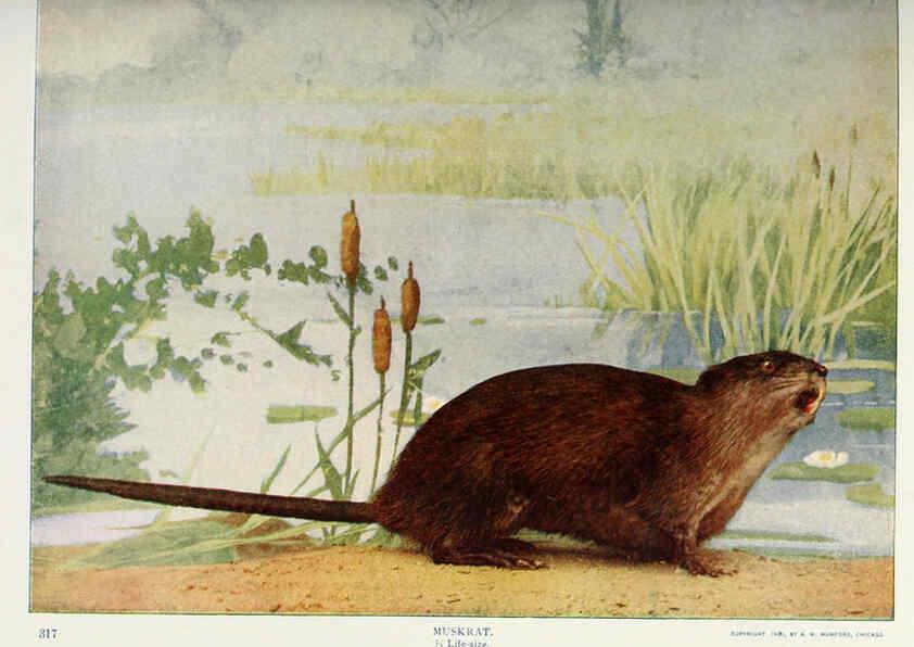 Reproducción/Reproduction 6276948282: Nature neighbors. v.5. Chicago,American Audobon association[c1914] 