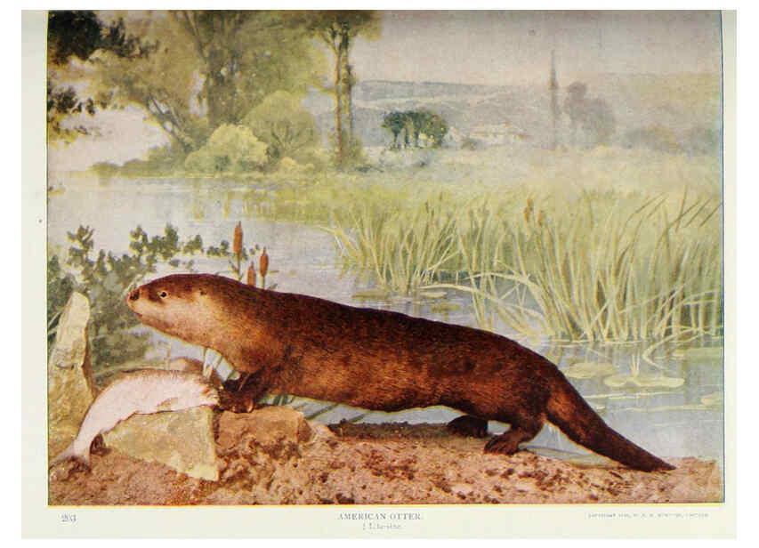 Reproducción/Reproduction 6276948530: Nature neighbors. v.5. Chicago,American Audobon association[c1914] 