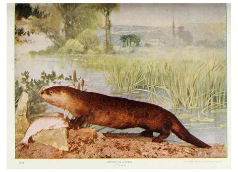 Reproducción/Reproduction 6276948530: Nature neighbors. v.5. Chicago,American Audobon association[c1914] 