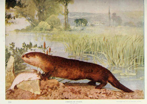 Reproducción/Reproduction 6276948530: Nature neighbors. v.5. Chicago,American Audobon association[c1914] 