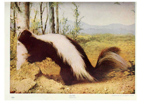 Reproducción/Reproduction 6276427725: Nature neighbors. v.5. Chicago,American Audobon association[c1914] 