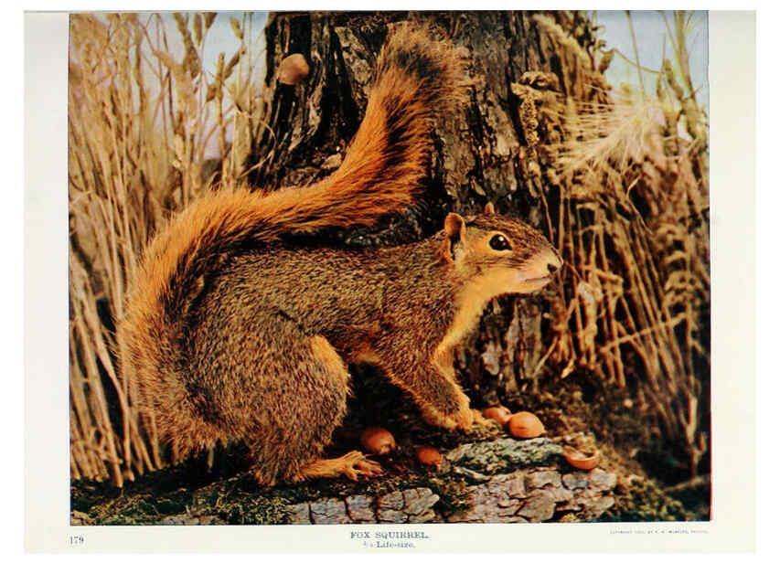 Reproducción/Reproduction 6276946668: Nature neighbors. v.5. Chicago,American Audobon association[c1914] 