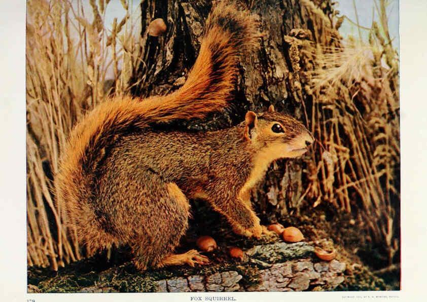Reproducción/Reproduction 6276946668: Nature neighbors. v.5. Chicago,American Audobon association[c1914] 