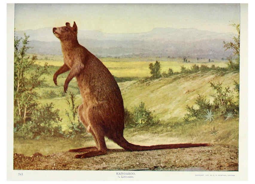 Reproducción/Reproduction 6276958022: Nature neighbors. v.5. Chicago,American Audobon association[c1914] 