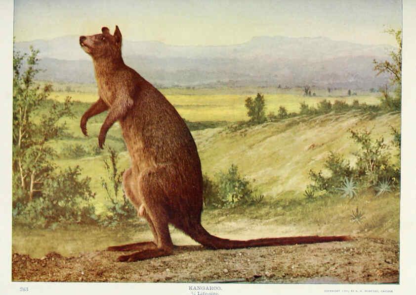 Reproducción/Reproduction 6276958022: Nature neighbors. v.5. Chicago,American Audobon association[c1914] 