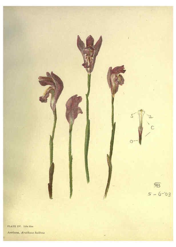Reproducción/Reproduction 6279929710: Lilies and orchids New York,R. G. Cooke, incorporated,1906