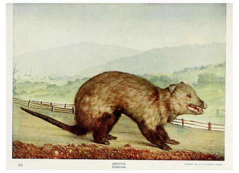 Reproducción/Reproduction 6276437567: Nature neighbors. v.5. Chicago,American Audobon association[c1914] 