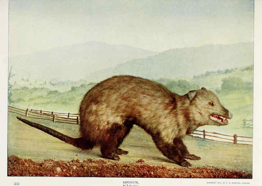Reproducción/Reproduction 6276437567: Nature neighbors. v.5. Chicago,American Audobon association[c1914] 