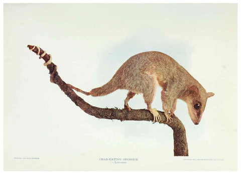 Reproducción/Reproduction 6276437875: Nature neighbors. v.5. Chicago,American Audobon association[c1914] 