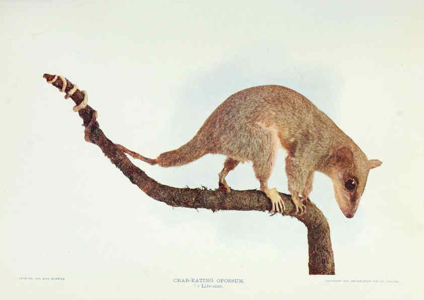 Reproducción/Reproduction 6276437875: Nature neighbors. v.5. Chicago,American Audobon association[c1914] 