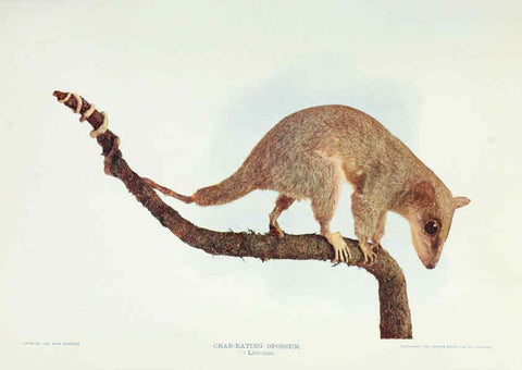 Reproducción/Reproduction 6276437875: Nature neighbors. v.5. Chicago,American Audobon association[c1914] 