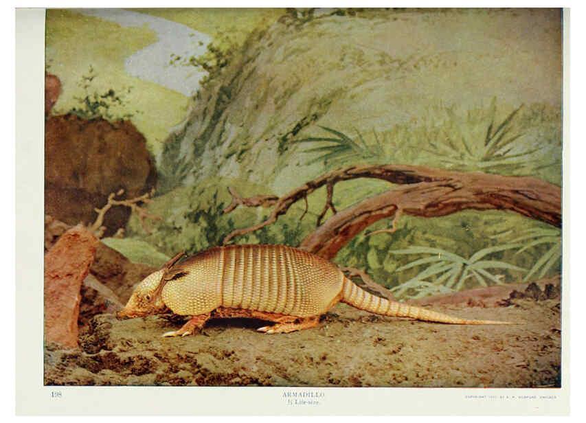 Reproducción/Reproduction 6276438187: Nature neighbors. v.5. Chicago,American Audobon association[c1914] 