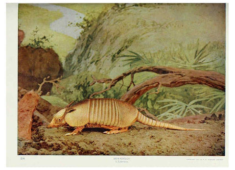 Reproducción/Reproduction 6276438187: Nature neighbors. v.5. Chicago,American Audobon association[c1914] 