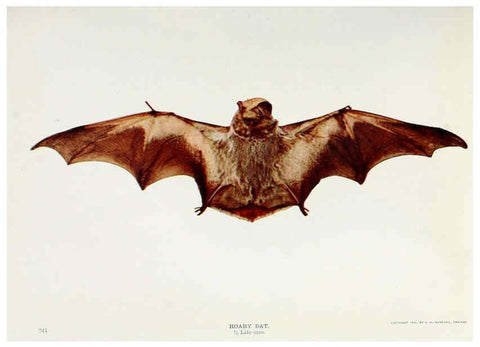 Reproducción/Reproduction 6276959406: Nature neighbors. v.5. Chicago,American Audobon association[c1914] 