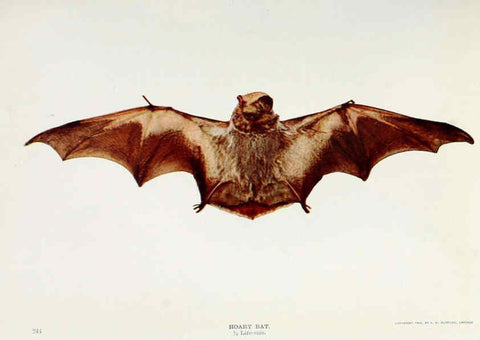 Reproducción/Reproduction 6276959406: Nature neighbors. v.5. Chicago,American Audobon association[c1914] 