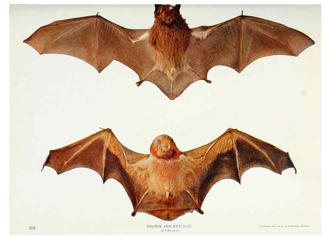 Reproducción/Reproduction 6276438923: Nature neighbors. v.5. Chicago,American Audobon association[c1914] 