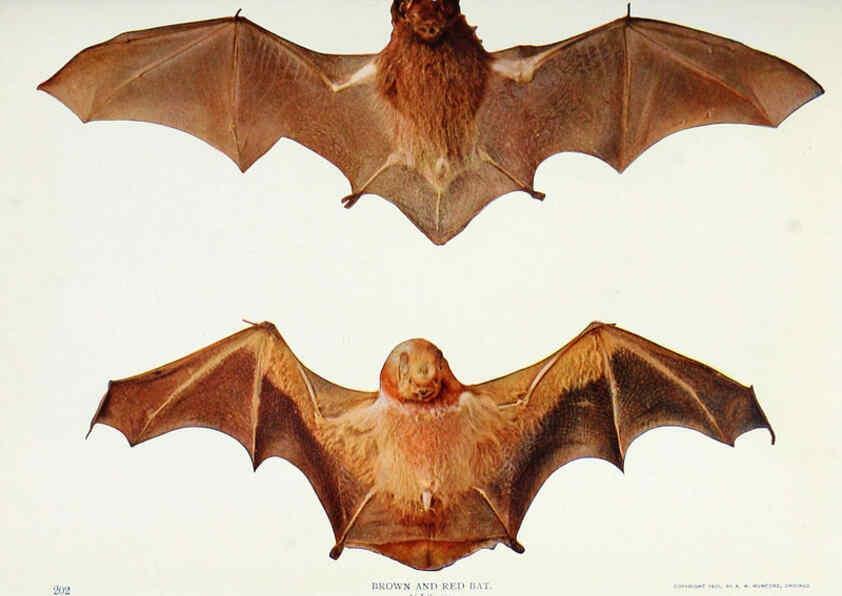 Reproducción/Reproduction 6276438923: Nature neighbors. v.5. Chicago,American Audobon association[c1914] 
