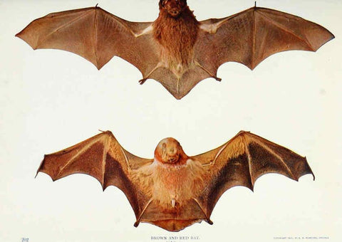 Reproducción/Reproduction 6276438923: Nature neighbors. v.5. Chicago,American Audobon association[c1914] 