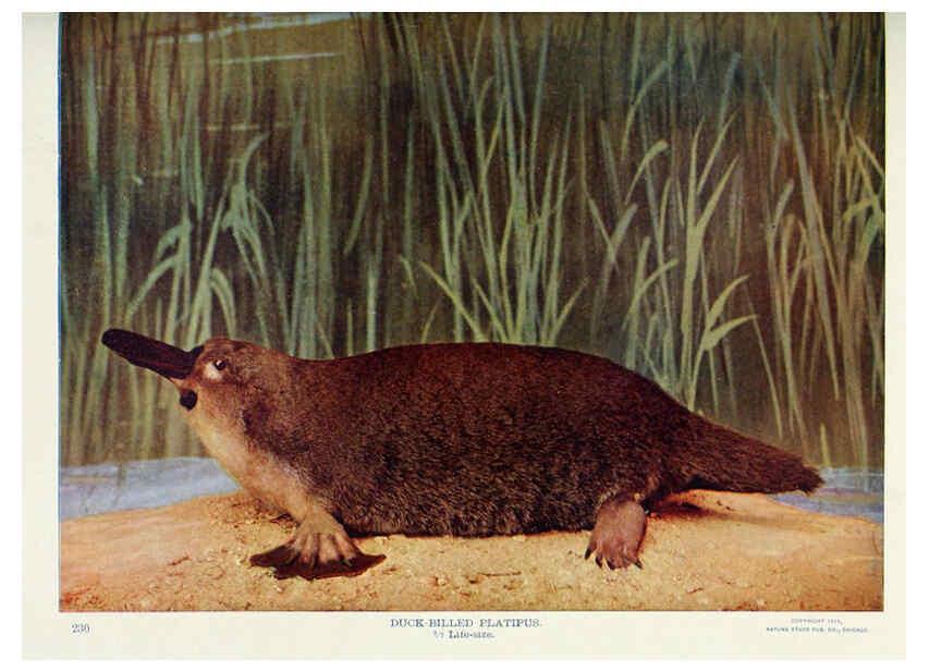 Reproducción/Reproduction 6276960076: Nature neighbors. v.5. Chicago,American Audobon association[c1914] 