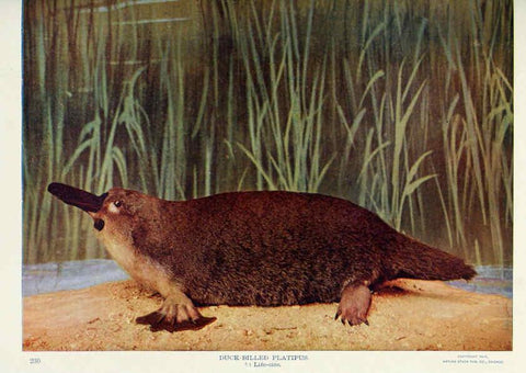 Reproducción/Reproduction 6276960076: Nature neighbors. v.5. Chicago,American Audobon association[c1914] 