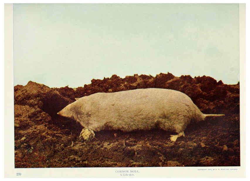 Reproducción/Reproduction 6276960442: Nature neighbors. v.5. Chicago,American Audobon association[c1914] 