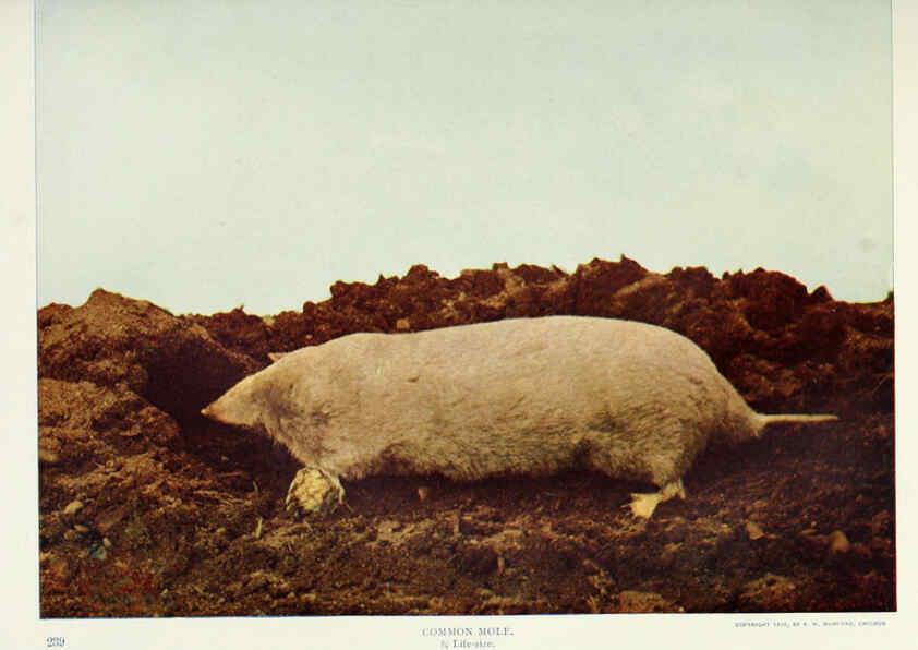 Reproducción/Reproduction 6276960442: Nature neighbors. v.5. Chicago,American Audobon association[c1914] 