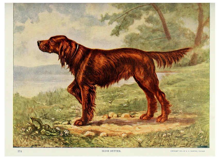 Reproducción/Reproduction 6276957660: Nature neighbors. v.5. Chicago,American Audobon association[c1914] 